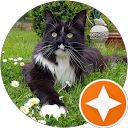 The Fairy MogMother CAT GROOMER profile picture